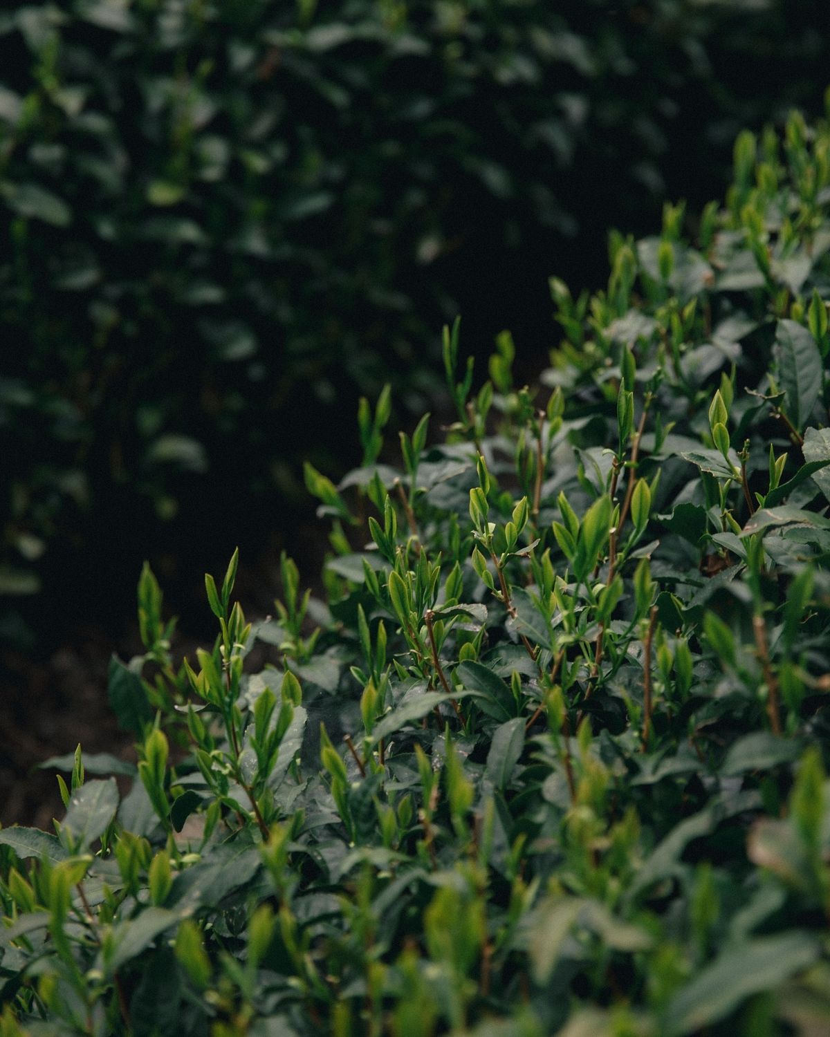 Close-up of tea plant shoots in Japan