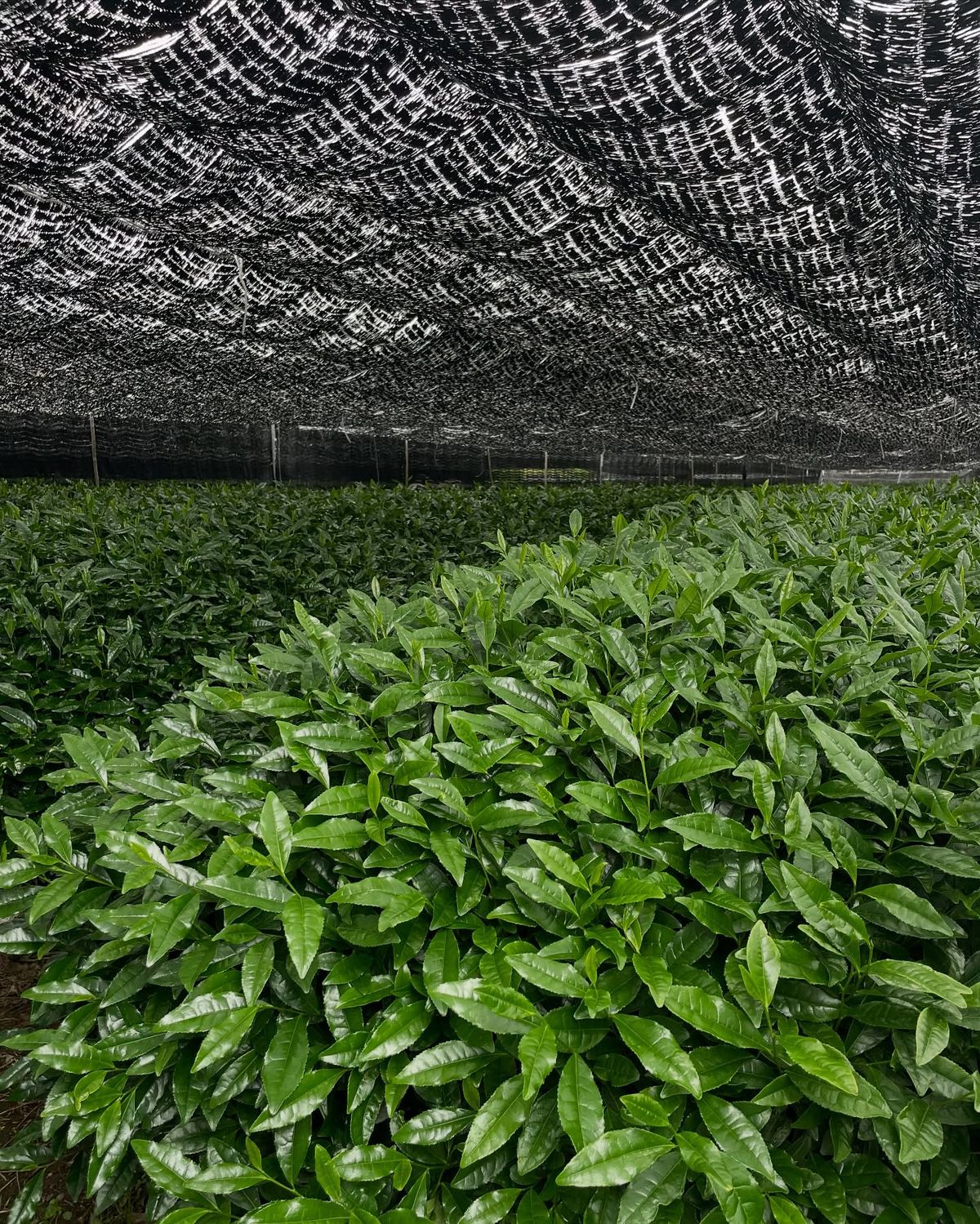 Tea farm in Japan under shade nets